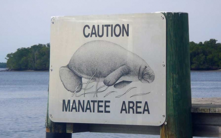 a sign says "caution manatee area" with a picture of a manatee. there are water and tress in the background. 